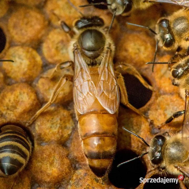 Unasieniona matka pszczela BUCKFAST Przezimowana lubelskie Lublin