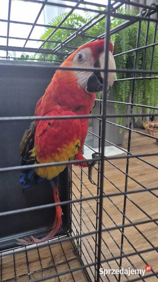 Ara macao 01 2003 śląskie Jaworzno