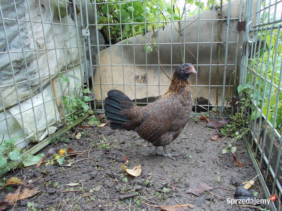 Kury liliputki 2 kurki w barwie dzikiej