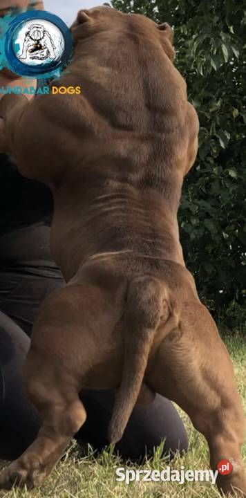 American Bully ABKC Gundabar Dogs suczka Koło sprzedam