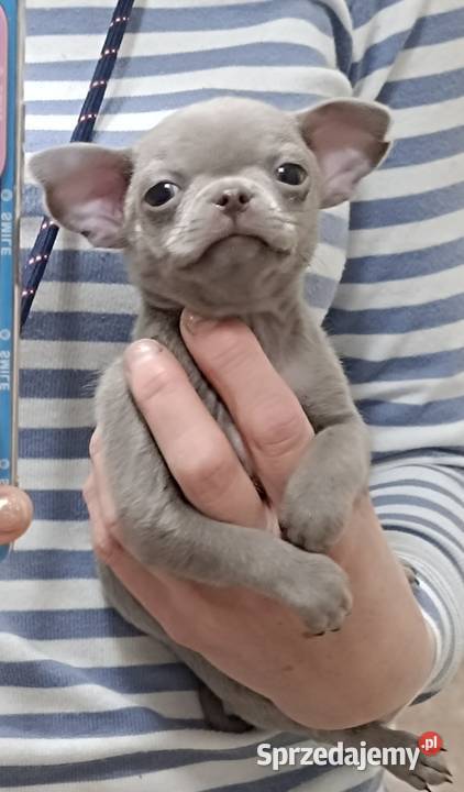 Chihuahua liliowy Warszawa