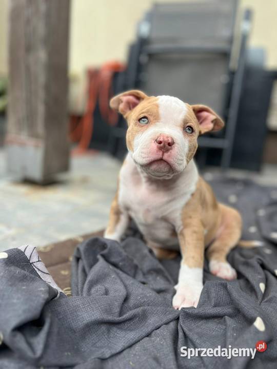 American Bully ABKC