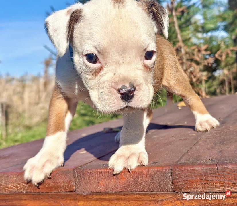 Piesek rasy Bokser śląskie Częstochowa