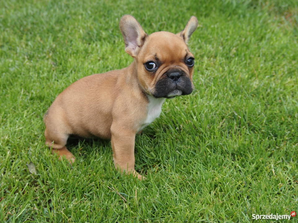 Buldog Francuski Skierniewice