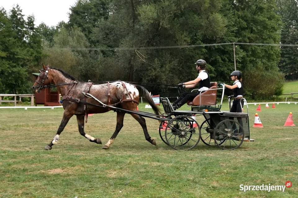 Bryczka maraton maratonka singiel Inne pojazdy i łodzie podkarpackie