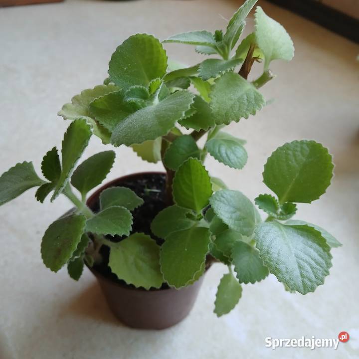 Oregano Kubańskie grubolistne Mięta Meksykańska Nowy Dwór Wejherowski