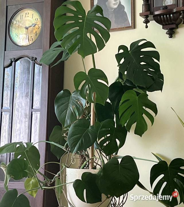 Monstera dziurawa w dużej donicy Radomsko sprzedam