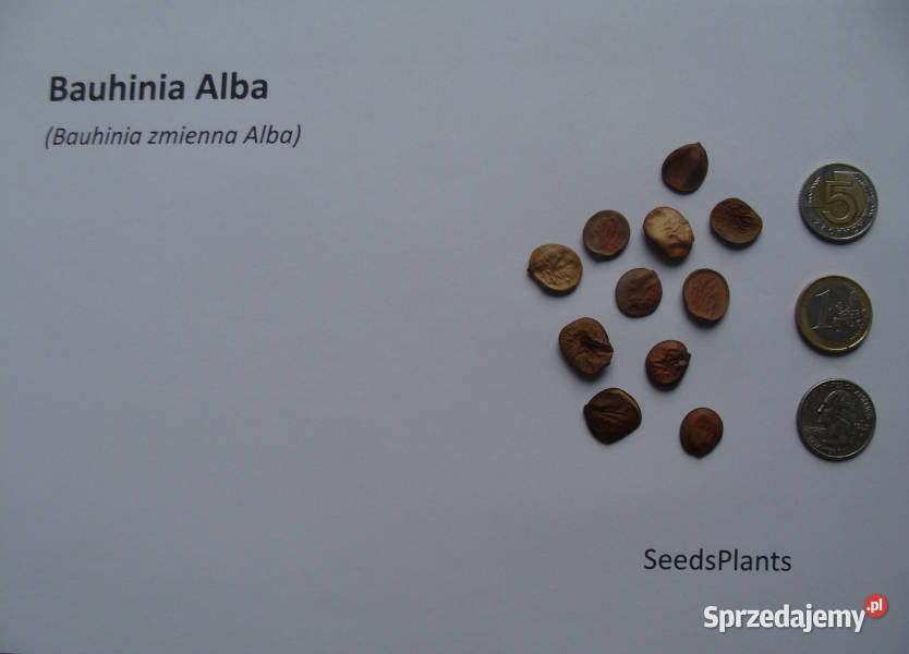 BAUHINIA ZMIENNA ALBA Bauhinia Alba NASIONA 30 Lubanie
