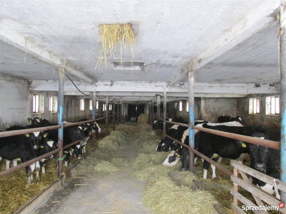 Sprzedam gospodarstwo rolne z zabudowaniami Dobra