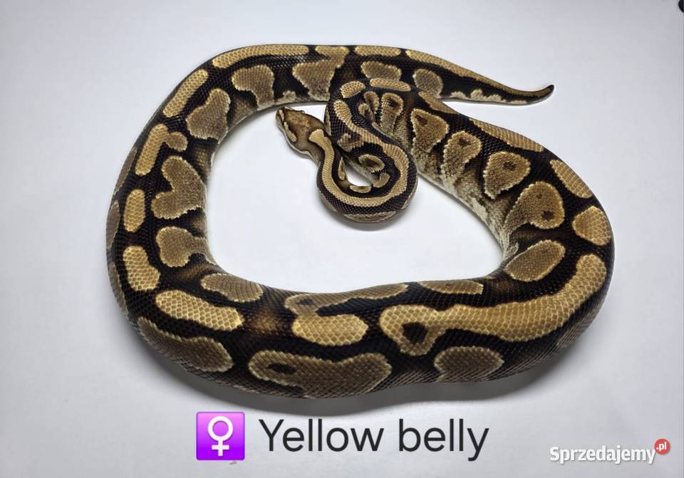 Pyton królewski dorosła samica yellow belly śląskie Zawiercie