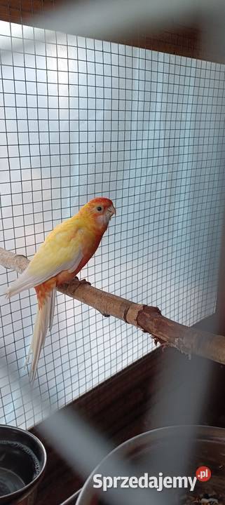 Rozelle królewskie świergotki Płońsk