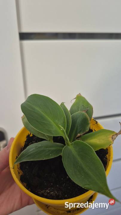 Kwiatki bananowca Goleniów sprzedam