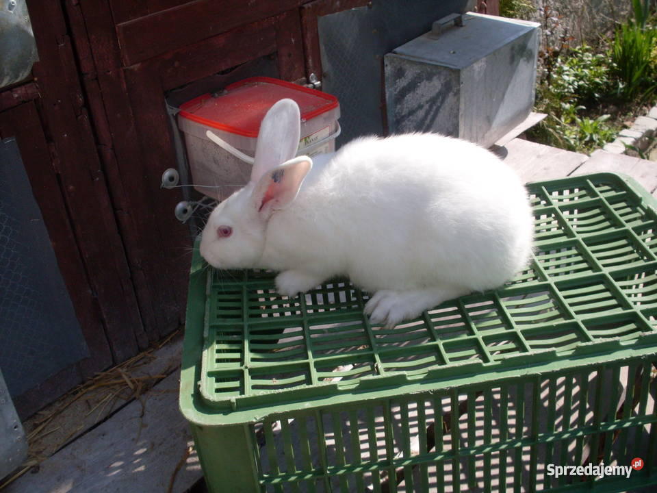 sprzedaz królików hodowlanych