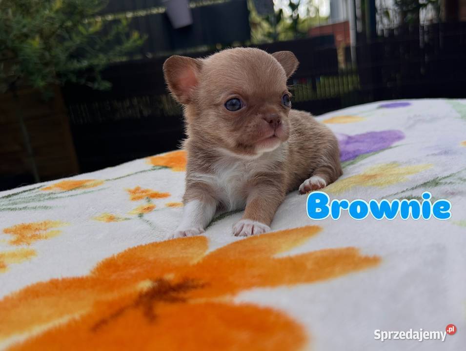 Chihuahua chłopcy