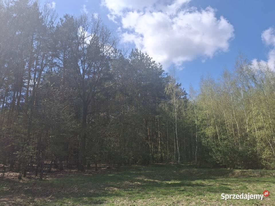Sprzedam 5455zł/m2 Sprzedaż Młodziejów sprzedam