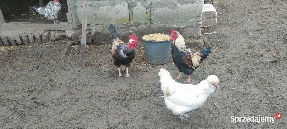Sprzedam koguty Sobieska Wola Druga