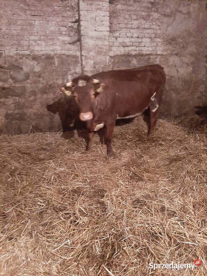 Sprzedam jałówkę wysokocielną Ostrowiec Świętokrzyski