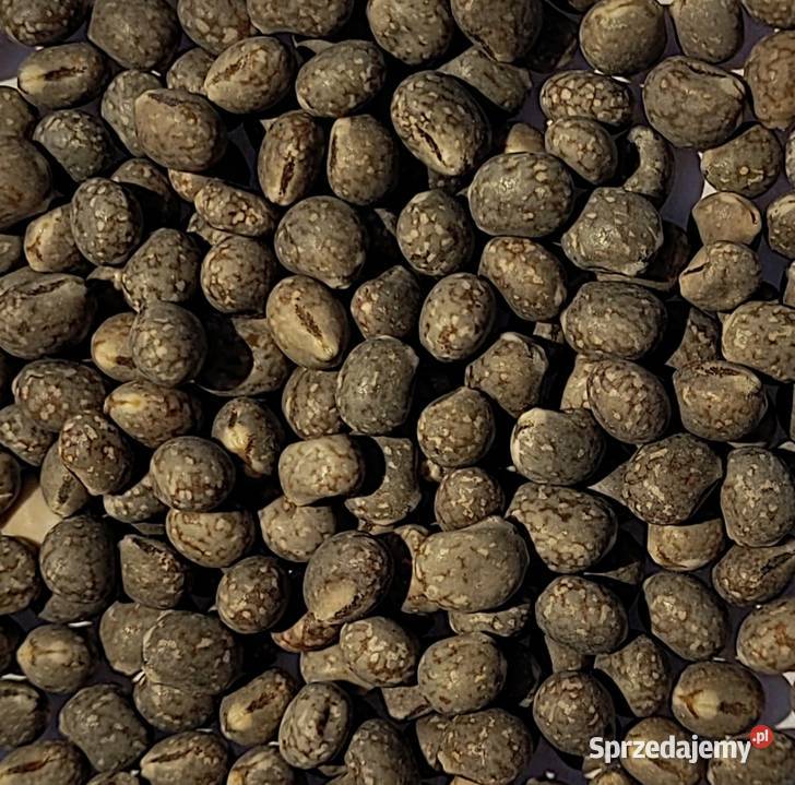 Sprzedam łubin wąskolistny słodki Jowisz