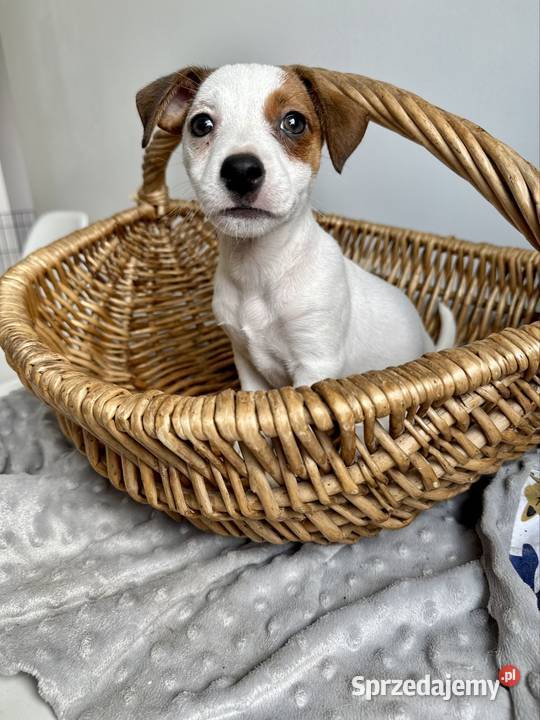 Wyjątkowa suczka Jack Russell Terrier rodowód Poznań sprzedam