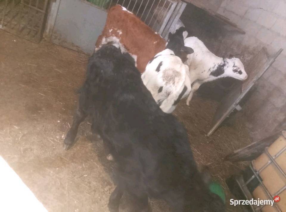 Byczki do dalszego chowu Rolnictwo świętokrzyskie