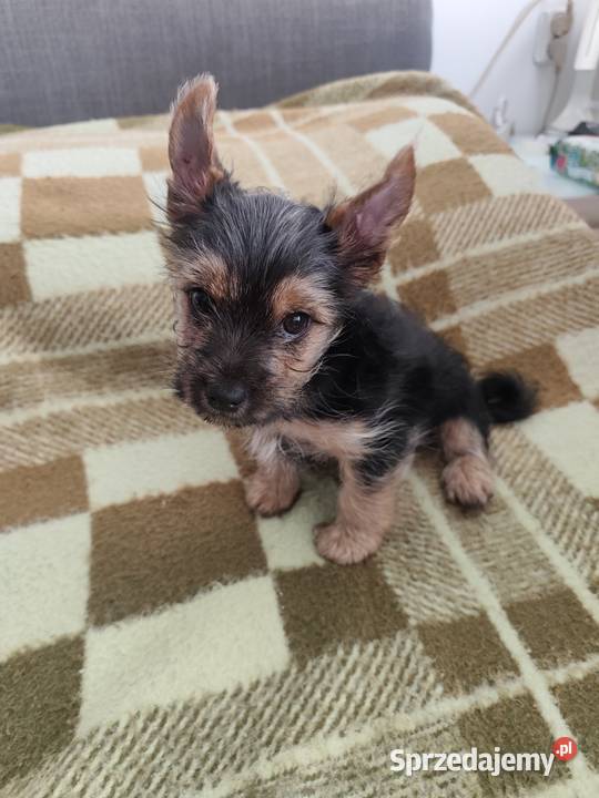 York terrier pieseki Psy lubelskie Chełm