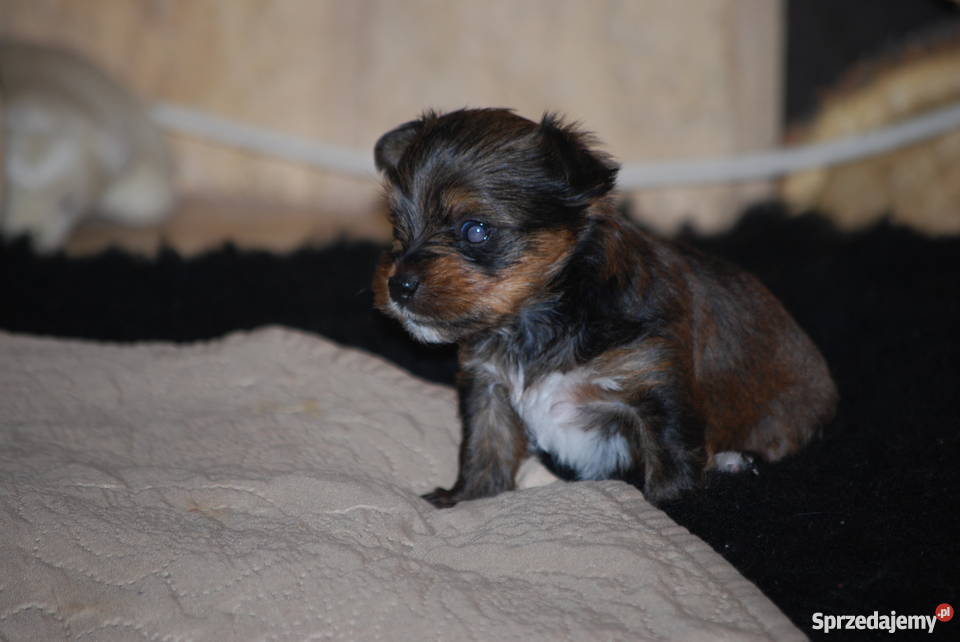 York Miniaturka Łódź