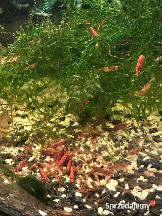 Krewetki neocaridina red cherry łódzkie Aleksandrów Łódzki