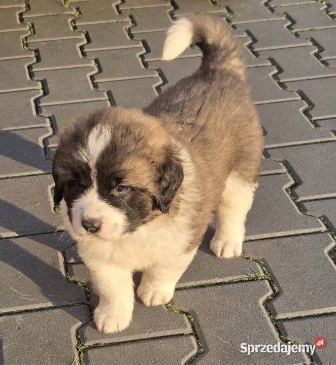 Moskiewski Pies Stróżujący Nie Bernardyn Nie Bernardyn wielkopolskie Zakrzyn