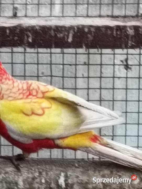 Sprzedam papugi wielkopolskie
