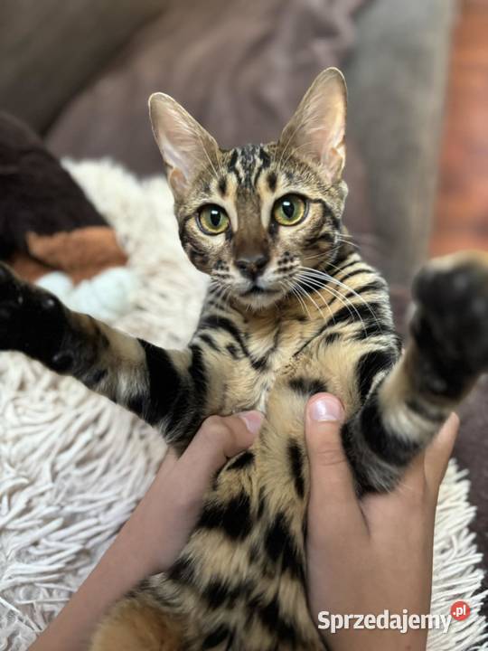 WYJĄTKOWA kotka Bengalska Kraków sprzedam