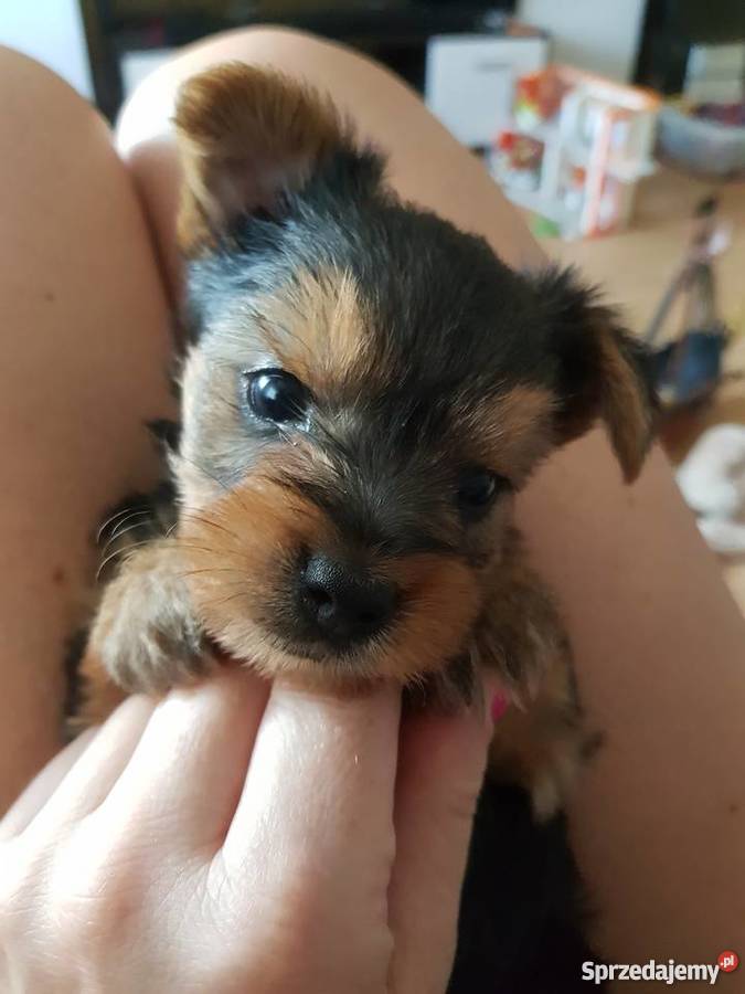 Yorkshire terrier szczeniaki Kalisz