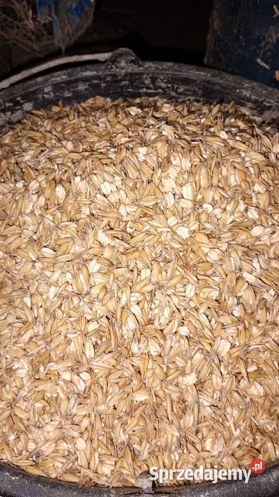 Owies walcowany gnieciony Pozostałe pomorskie Karsin