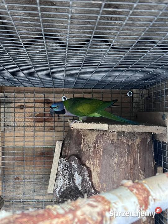 Para aleksandrett chińskich Stobno Siódme