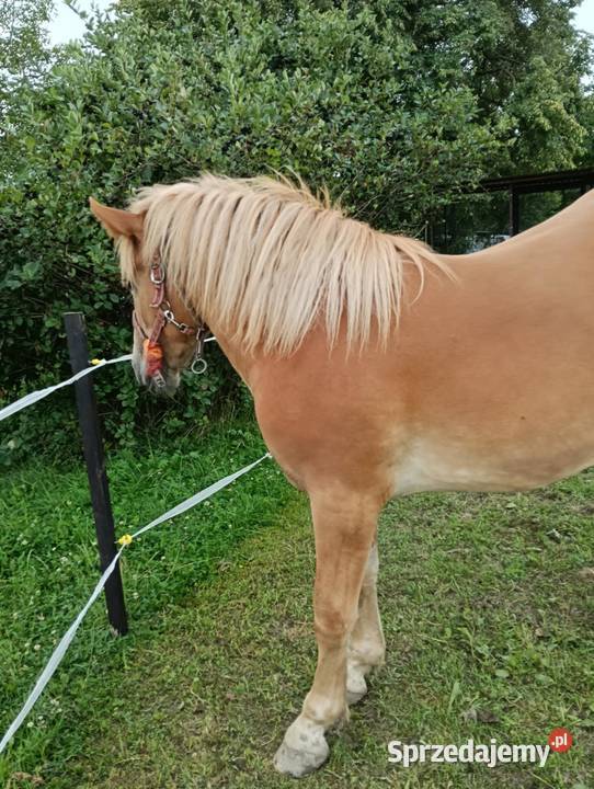 Sprzedam żrebicę zimnokrwistą Pogorzany sprzedam