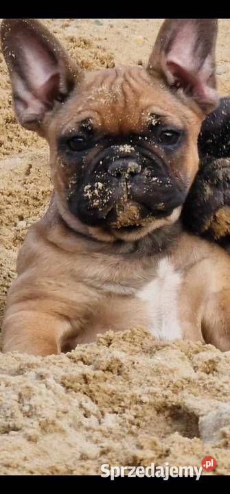 Buldogi francuskie Buldog łódzkie