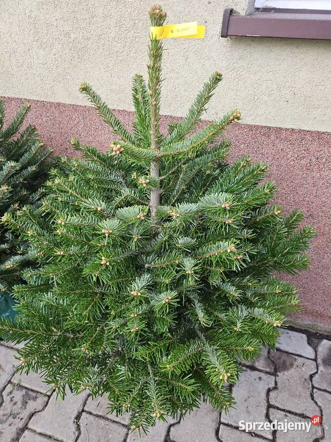 jodła kaukaska Skawina