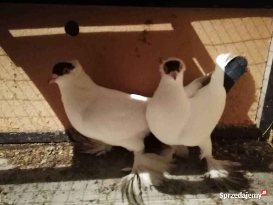 Sprzedam gołębie krymki wyszwance pawie kariery Pułtusk