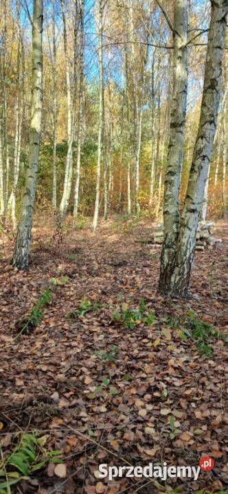 Urokliwa działka z WZ na 2 budynki 32m2 Karolinowo
