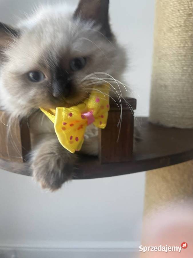 Kocurek Ragdoll gotowy do przeprowadzki Ragdoll Inowrocław