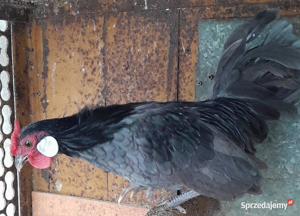 Kogucik rasy bamtamka Wadowice