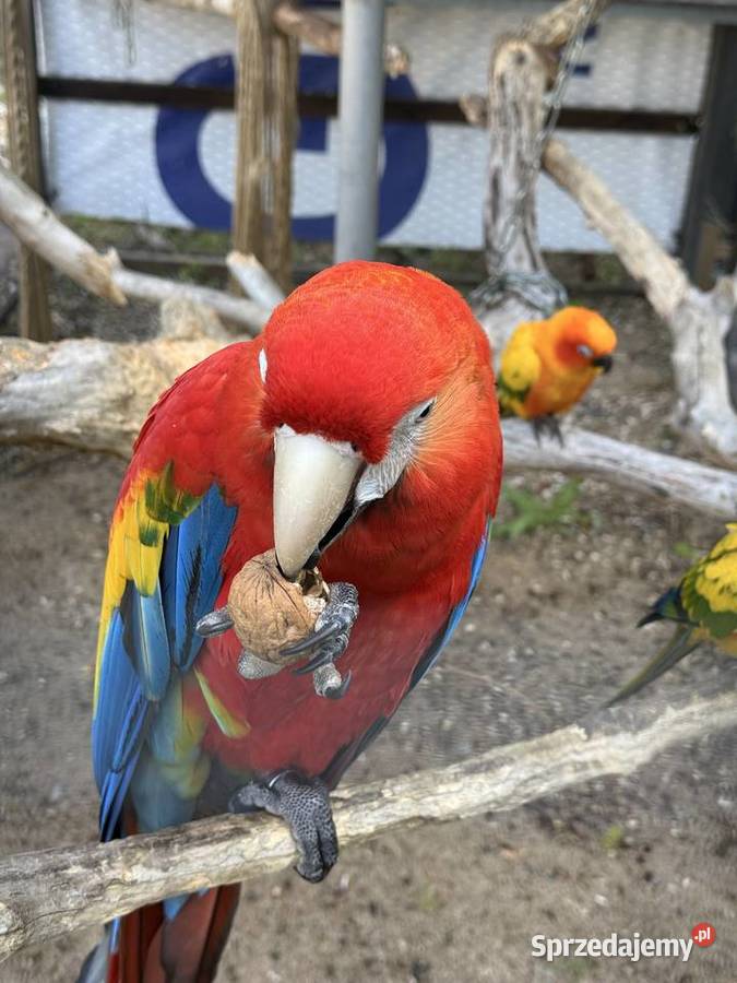 Papuga Ara Macao samiec ręcznie karmiona