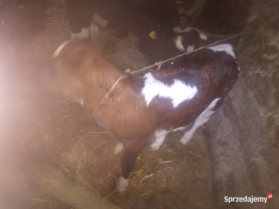 Cielaki z likwidacji gospodarstwa Słotwiny sprzedam