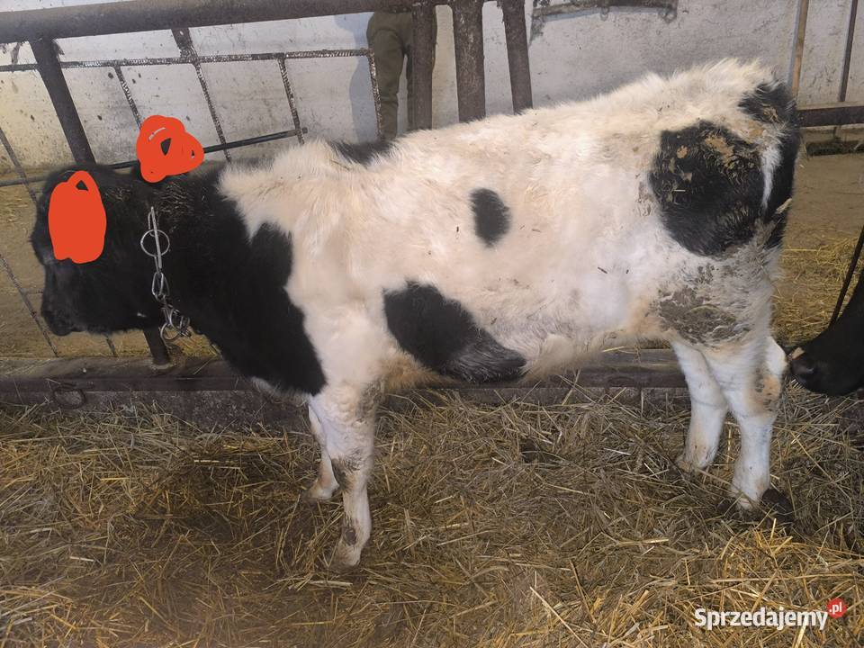 Sprzedam byczka 150