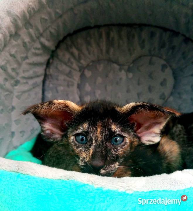 Szylkretowe dziewczynki orientalne rodowód FPL Bydgoszcz