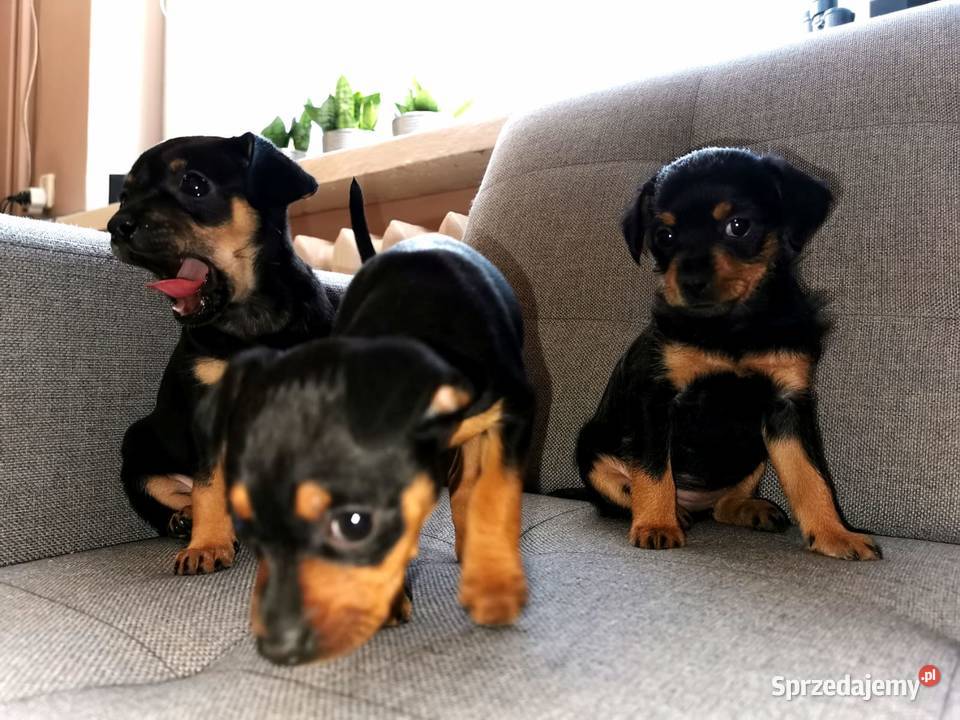 Pinczer miniaturowy Pozostałe łódzkie sprzedam