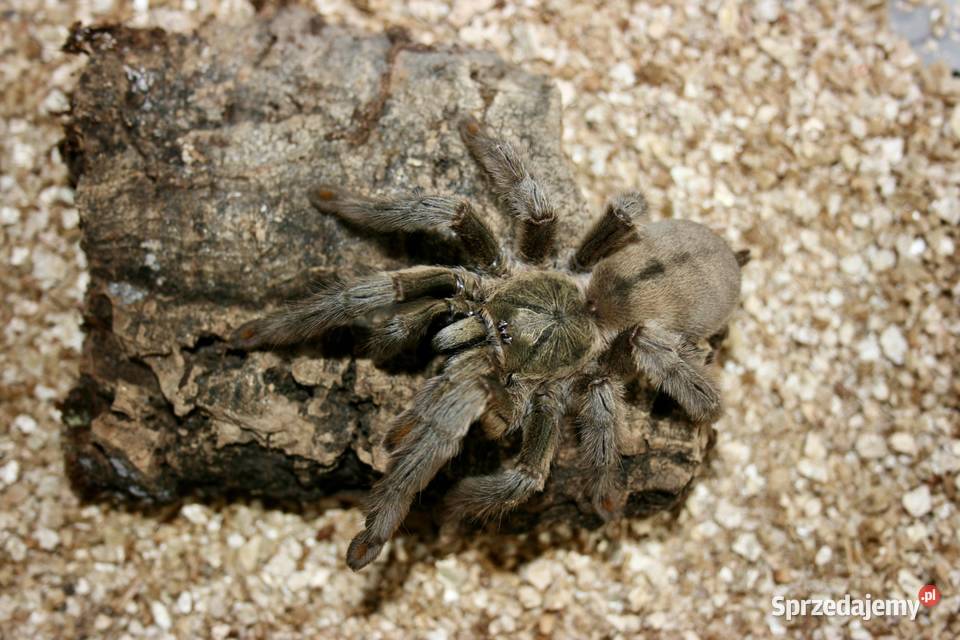 Psalmopoeus cambridgey samica Sosnowiec