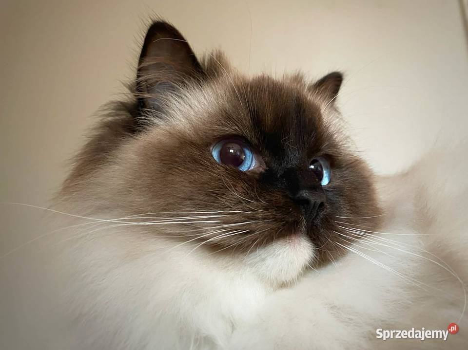 ragdoll piękny kocur kot kocurek hodowla FCI Gorzów Wielkopolski