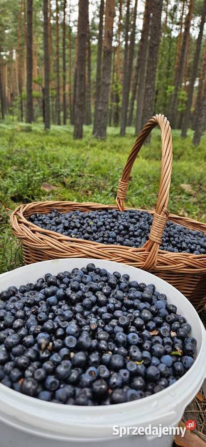 Jagody leśne Lublin