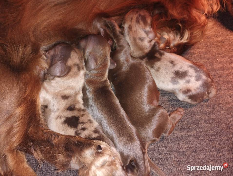 Jamnik długowłosy Dackel dachshund choco tan Żychlin