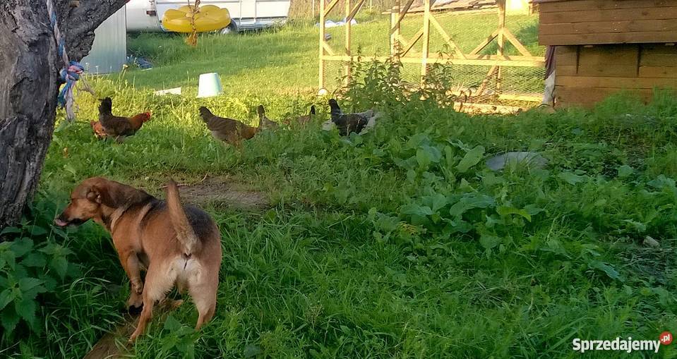 koguciki zielononóżki kuropatwianej sprzedam warmińsko-mazurskie Giżycko